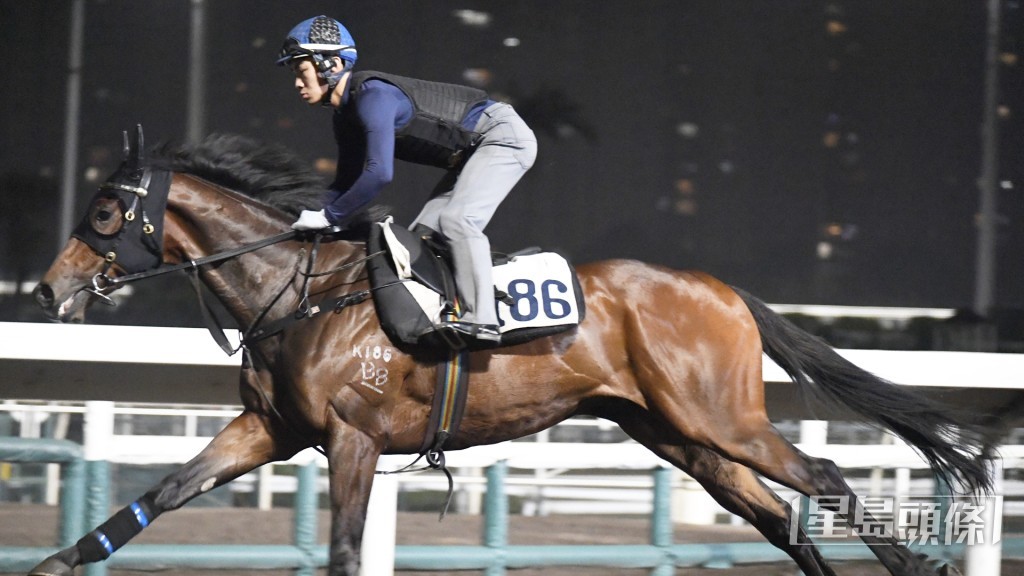 「蓮冠皇」身壯肌肉起展，神采奕奕正值勇境。