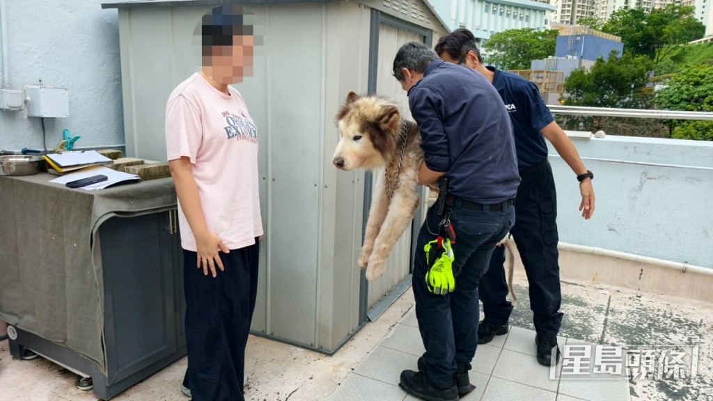 愛協人員抱起狗狗檢查。