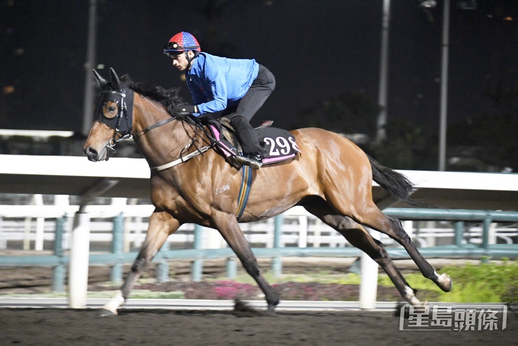 「智勇名驹」身壮肌肉起展，论态一直出色。