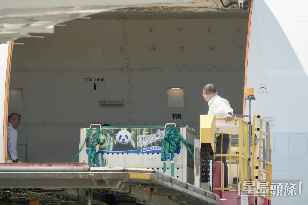 載有「安安」的大鐵籠慢慢運出機艙。