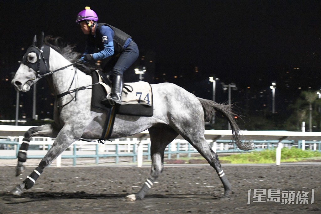 「怡昌光辉」淡淡定展现朝气，正值上佳水准。