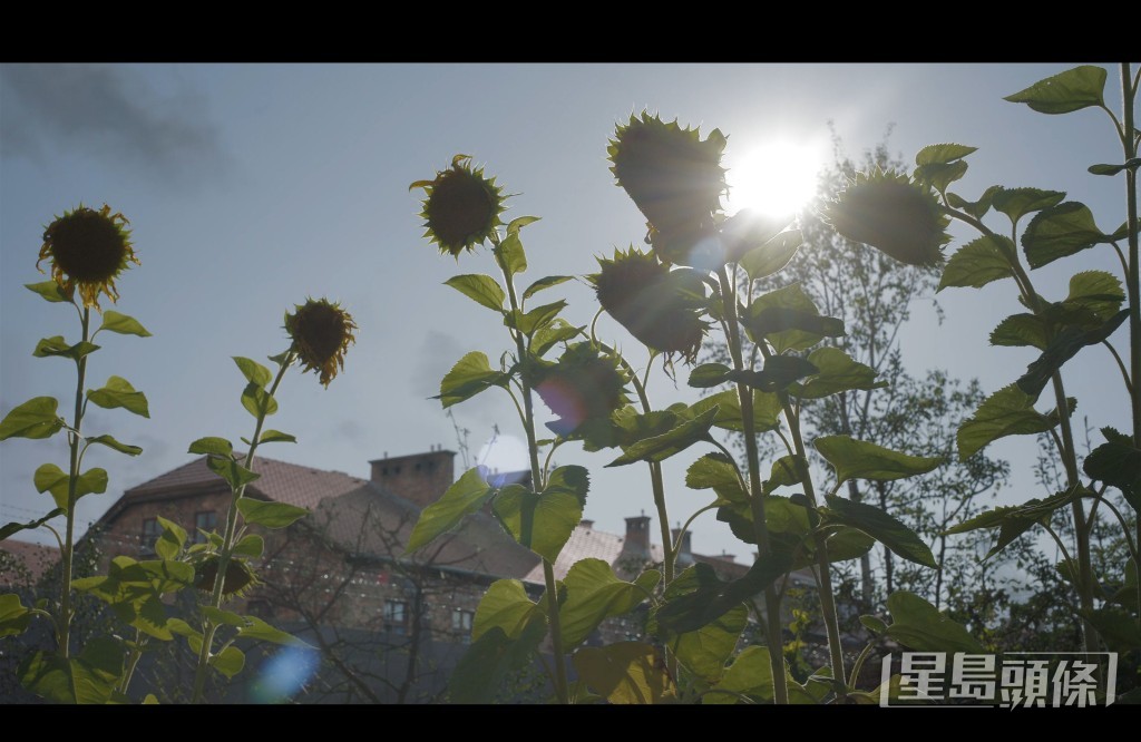 花園種咗好多花、香草及生果,自給自足,但肥料係骨灰。 花園種咗好多花、香草及生果,自給自足,但肥料係骨灰。