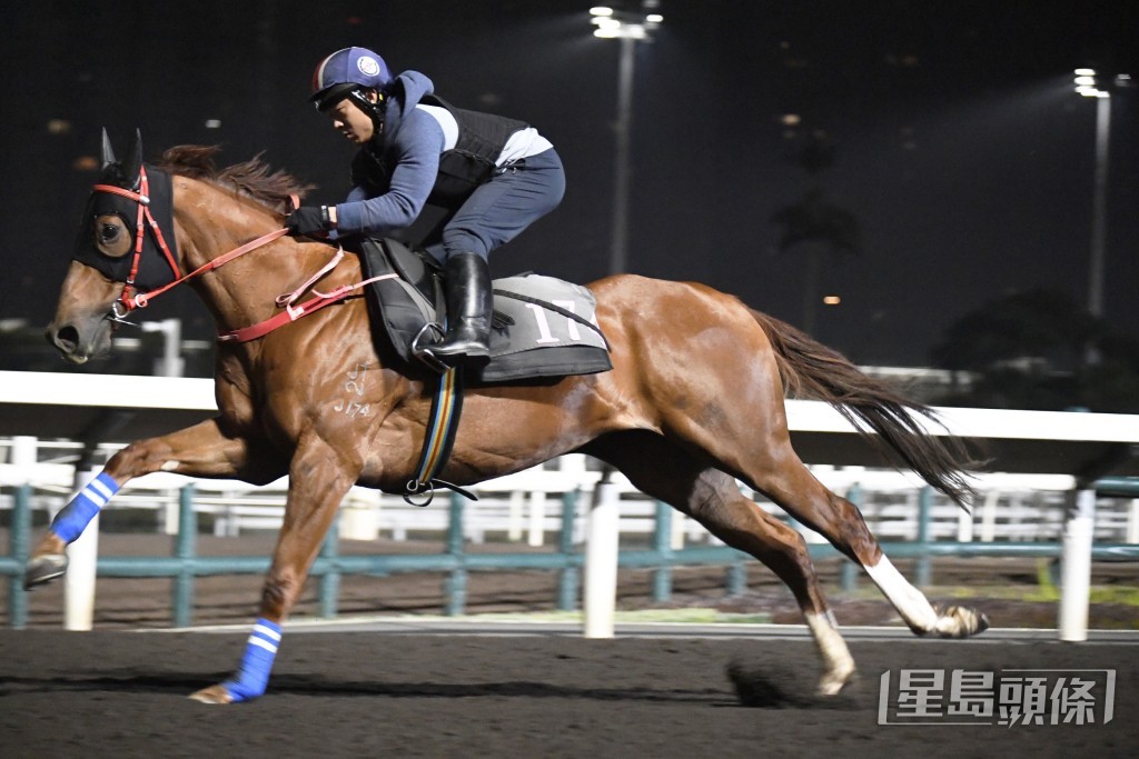 「美神来」毛色悦目透光泽，步爽劲且充满弹力。