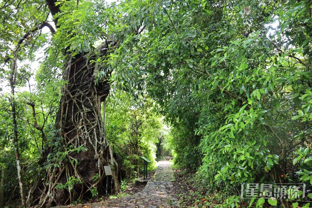 荔枝窩村被風水林包圍。 荔枝窩村被風水林包圍。