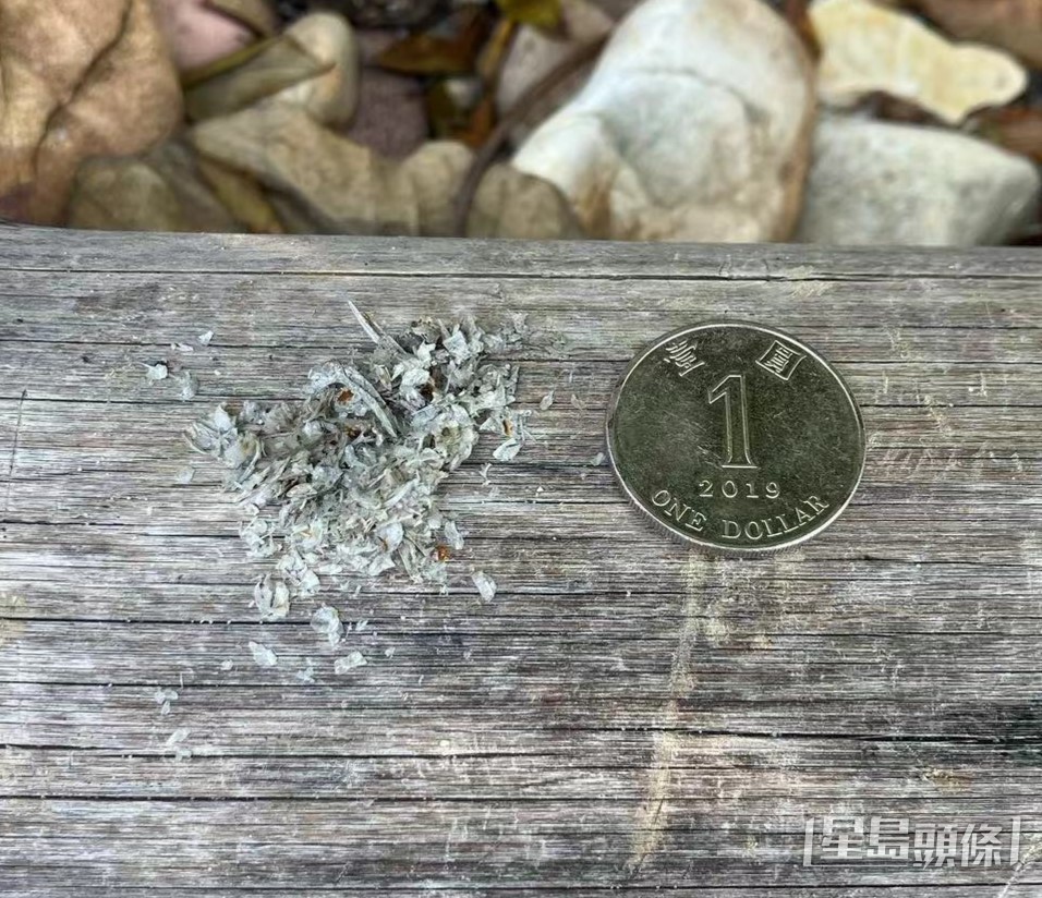 楊劍煥及團隊利用基因檢測分析水獺排遺樣本，確認大小磨刀海岸公園等地有水獺出沒。 嘉道理農場暨植物園提供