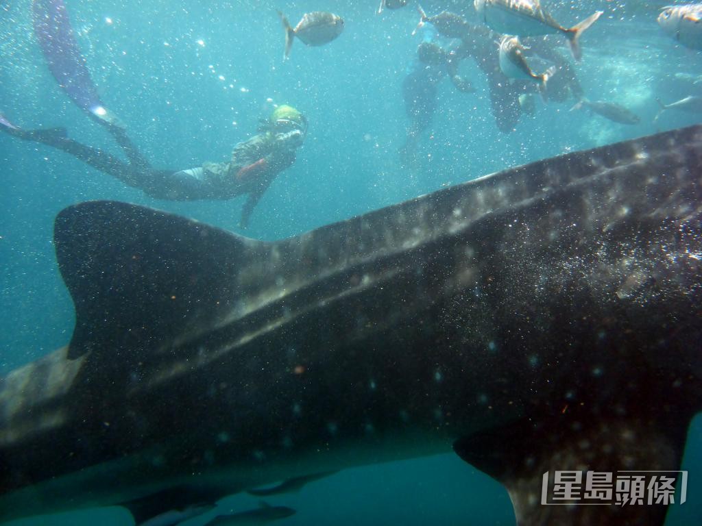 菲律宾研究鲸鲨的经历，改变了杨婷往后的人生目标。 受访者提供