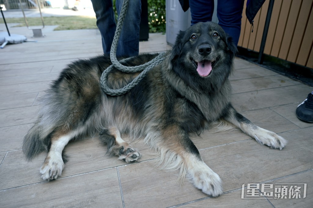 有狗主帶同寵物參加，冀為慈善出一分力。