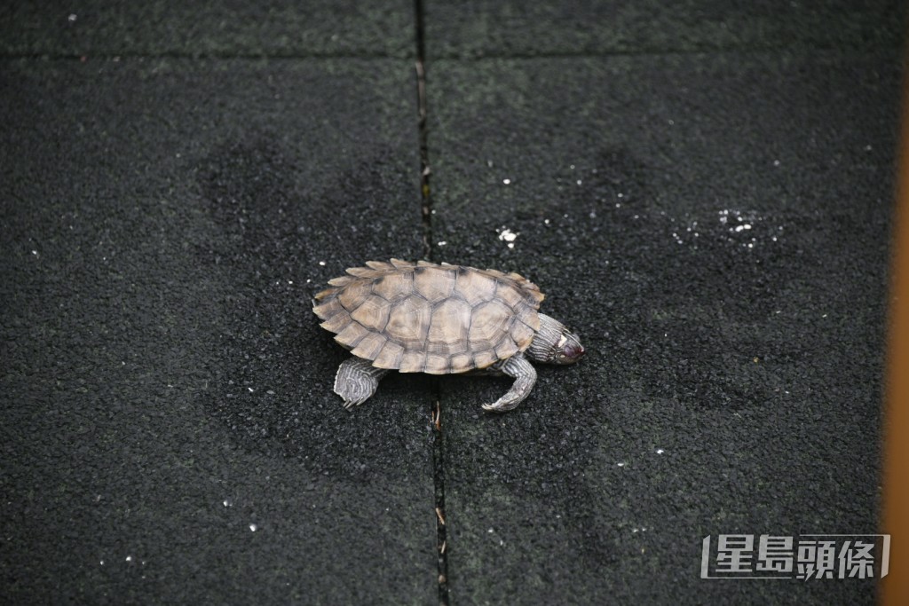 巴西龜頭部流血重創不治。楊偉亨攝 巴西龜頭部流血重創不治。楊偉亨攝