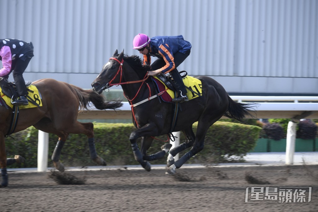 「紅運帝王」神情專注目光如炬，贏開充滿氣勢。