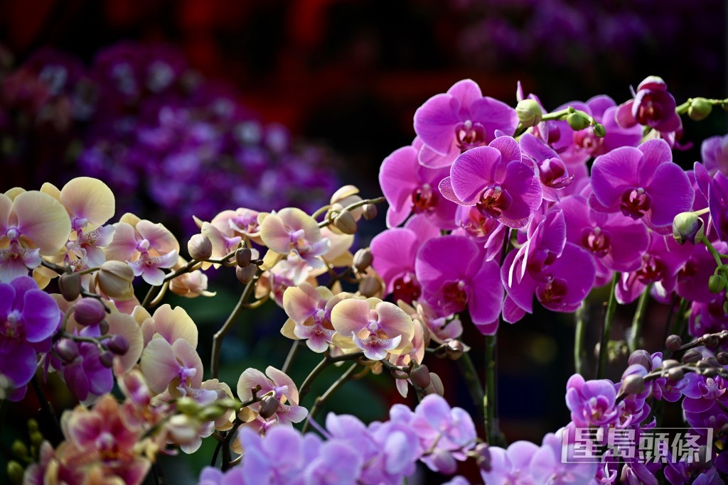 花档贩卖不同品种的兰花。