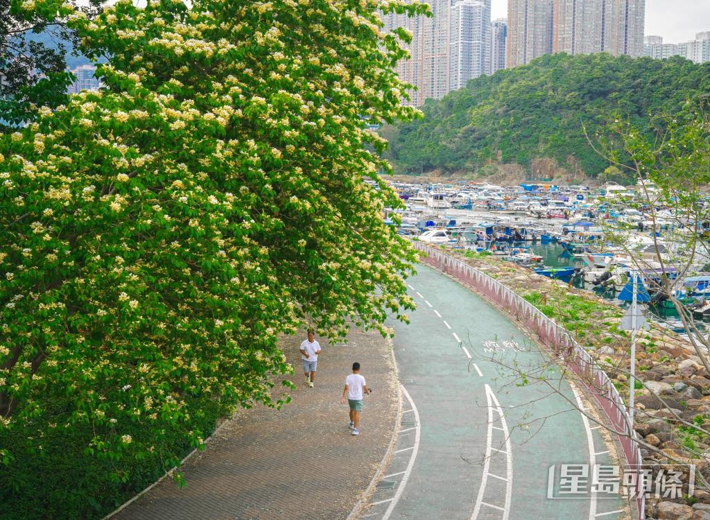 魚木花遍布全港各區，花瓣會隨時間由白色轉為淡黃，呈現不同層次的美感。