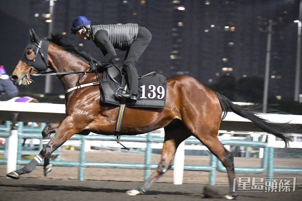 「紫荆欢呼」按慢神采奕奕，马身收靓展现线条。