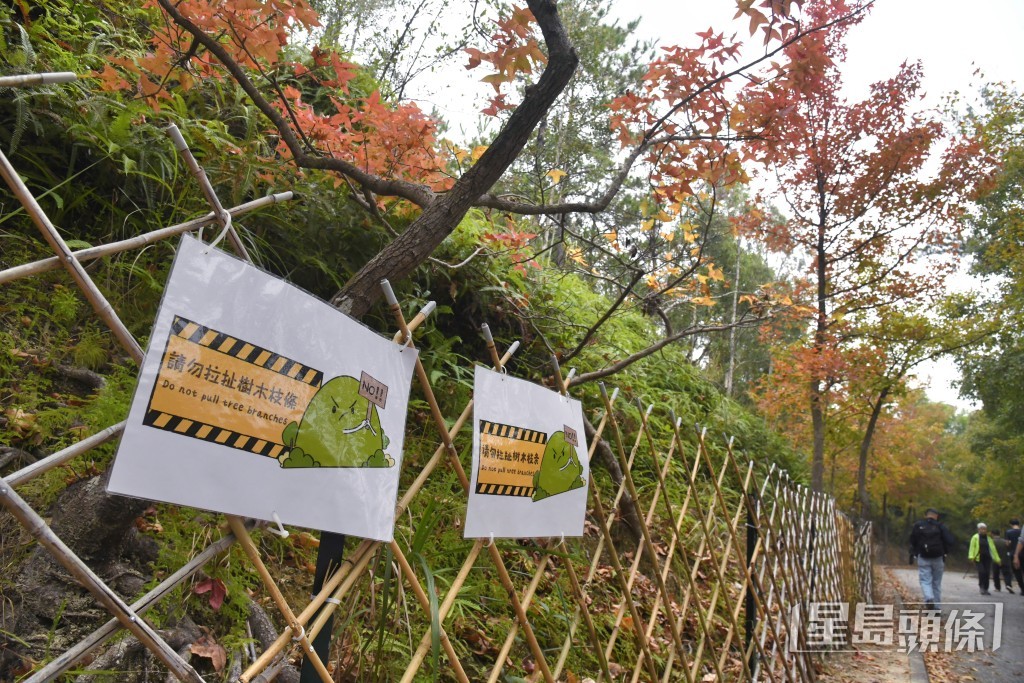署方已在當眼位置加設告示牌提醒遊人切勿攀爬、拉扯圍欄、摘取楓香樹葉。