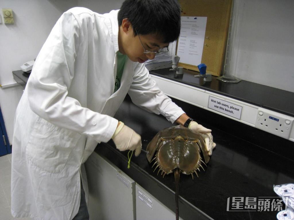 修读硕士时，梁进行护理和保育马蹄蟹的研究。