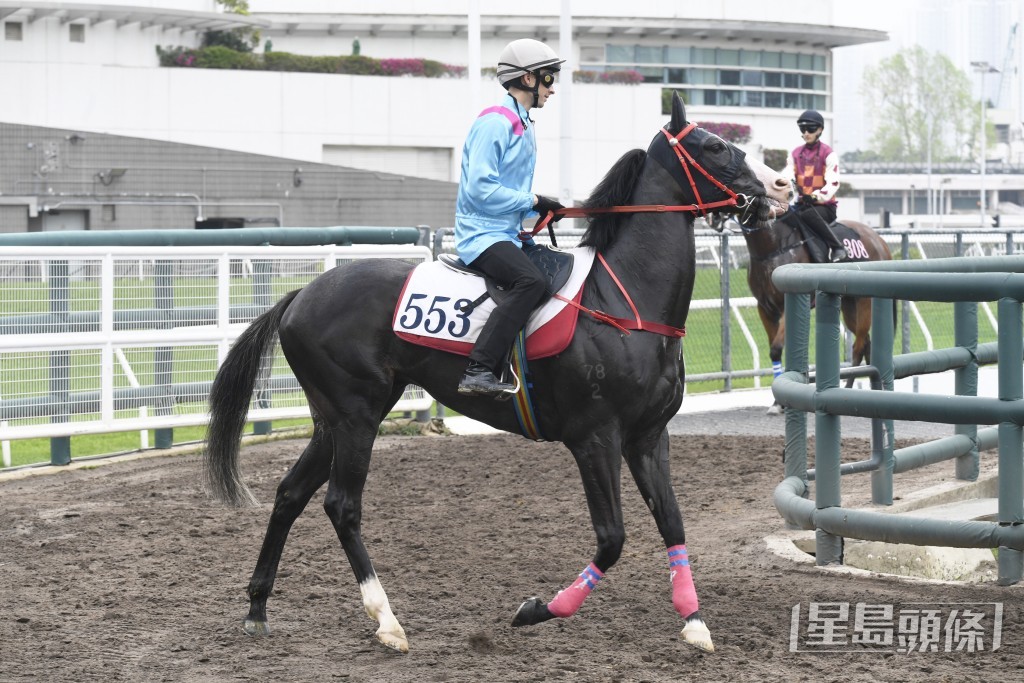  「骄阳雄心」神态专注目光集中，马身收壮劲力增强。
