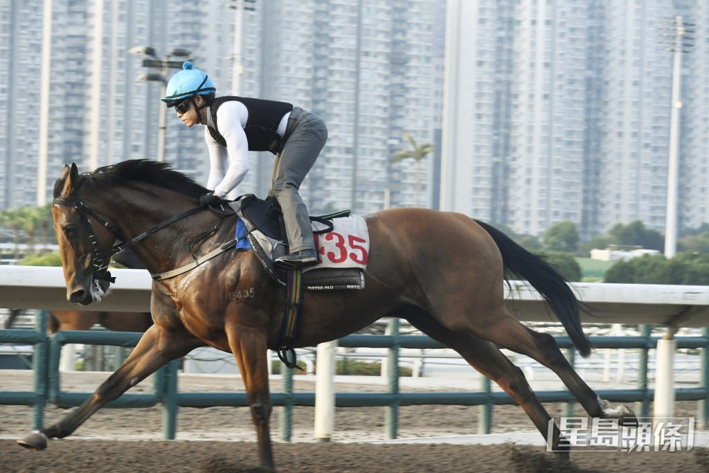 「佳運發」身色皆靚出腳爽勁有力，近況托弗。