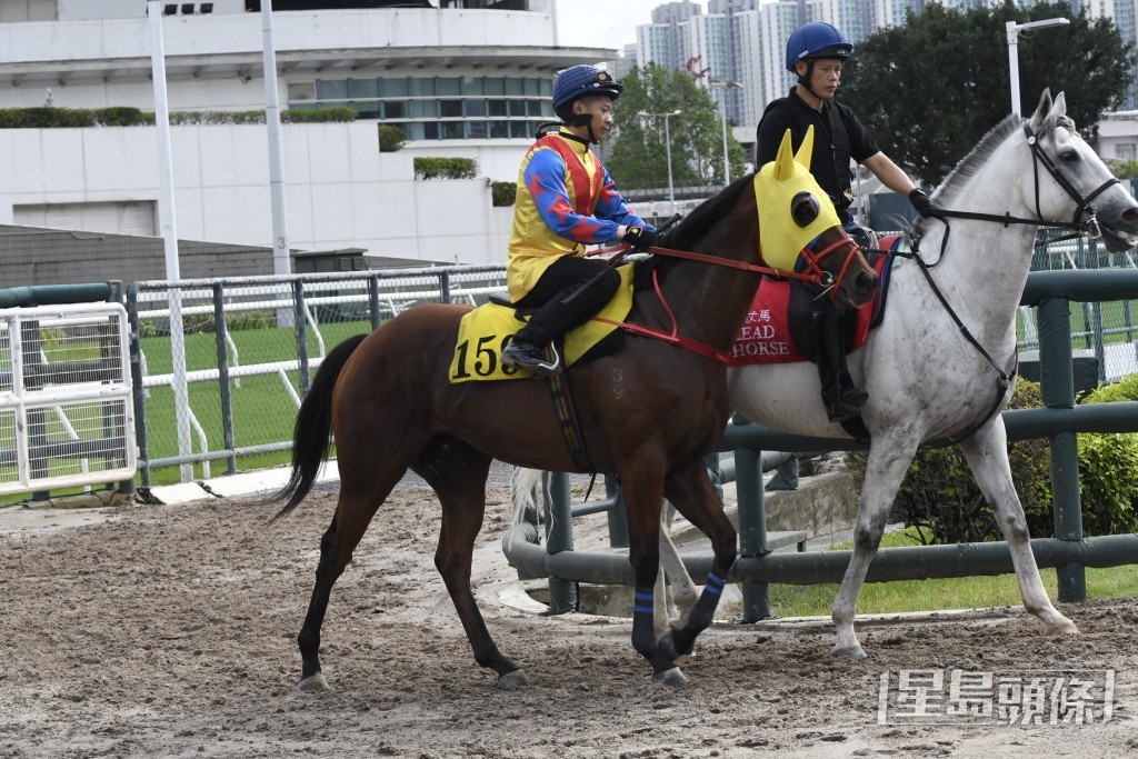 「金運來」暗火展現身又靚，重現勇態朝氣旺盛。