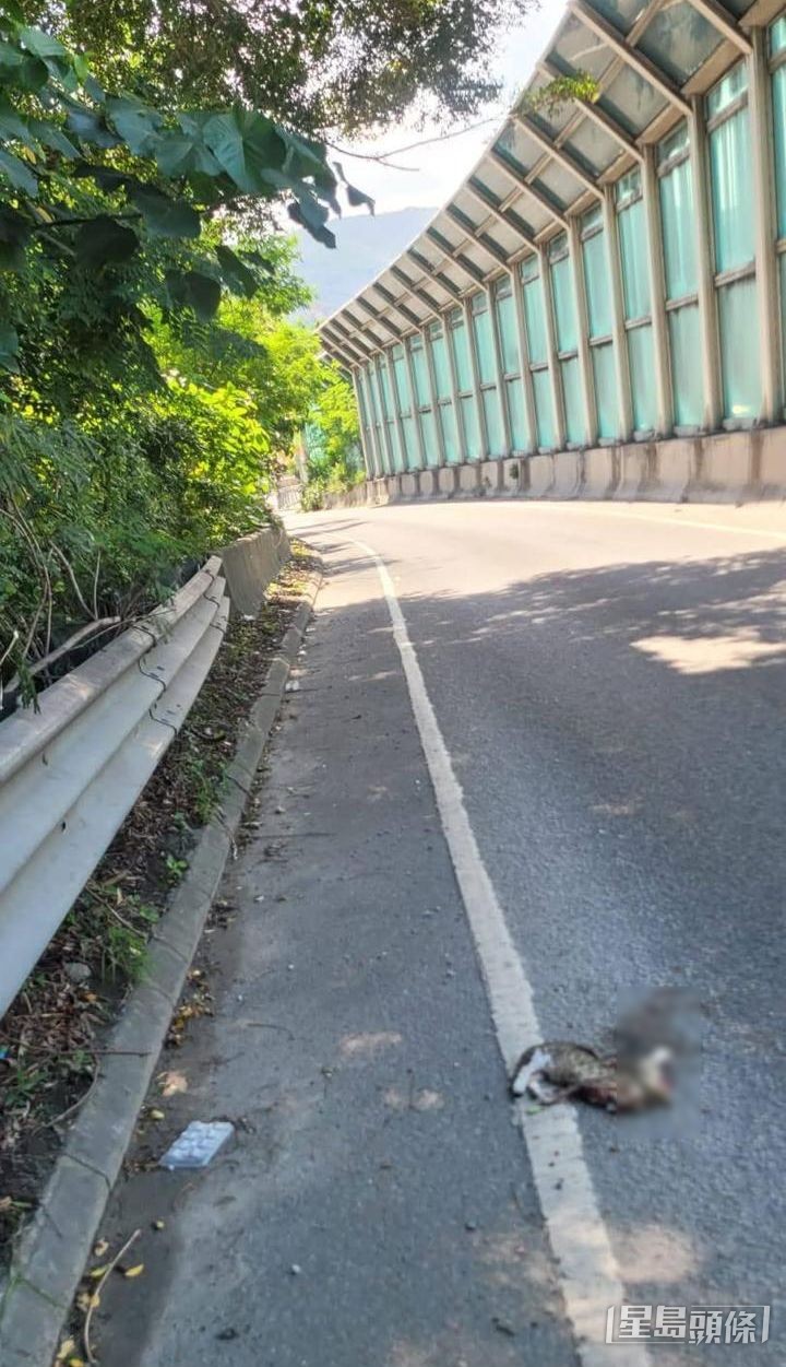 流浪貓狗常誤闖高速公路捱撞身亡。