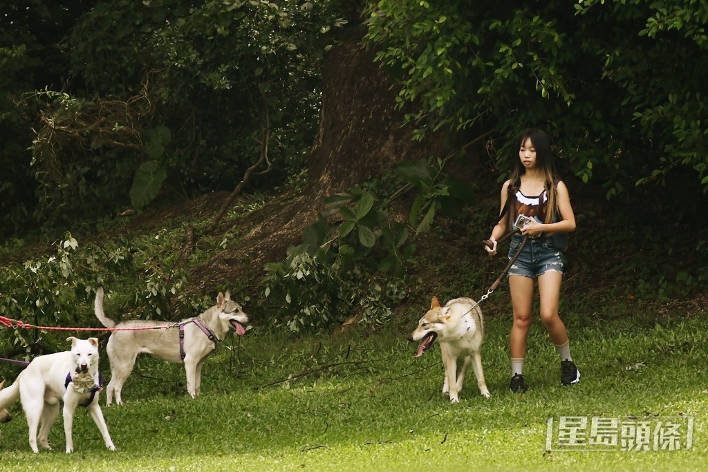 陳曼琪認為寵物經濟是香港極具潛力的新經濟增長點。 陳曼琪認為寵物經濟是香港極具潛力的新經濟增長點。