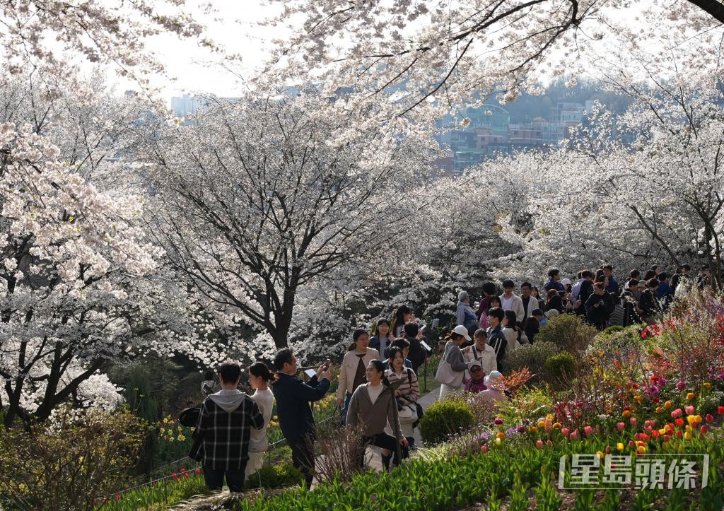 韓國首爾的櫻花與鬱金香相繼綻放，吸引不少市民和遊客前來踏青賞花。 新華社