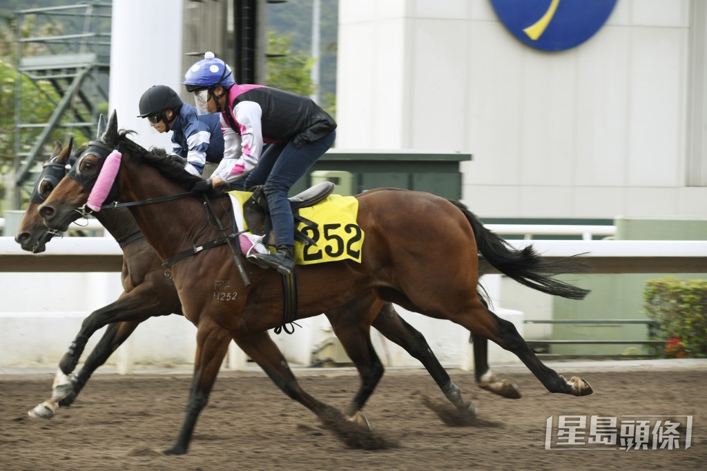 「果然僥倖」上場走勢已近，越跑越進步。