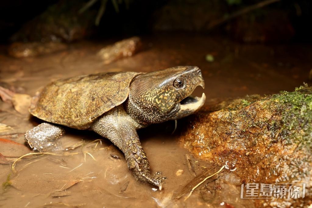 曾有學者追蹤本地野生大頭龜，發現有龜隻遭人捉走販賣，更聲稱是人工飼養。
