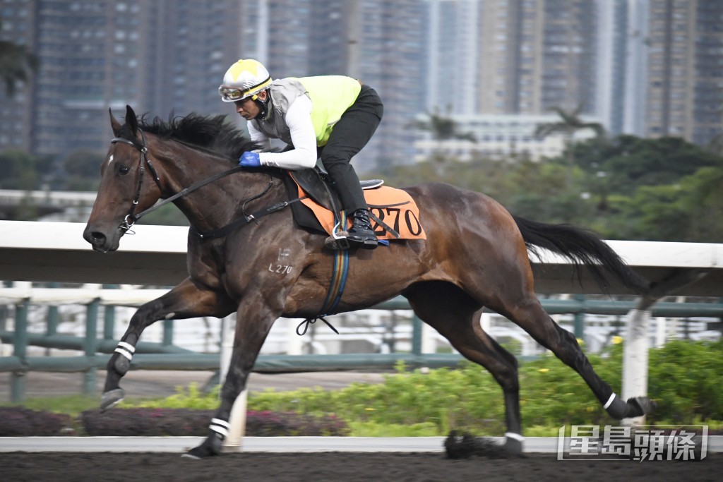 「勤德皆備」身靚實淨神態活潑，進度出色。