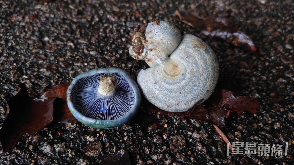 邓铭泽在港岛径找到的靛蓝乳菇。 伍洁芸摄