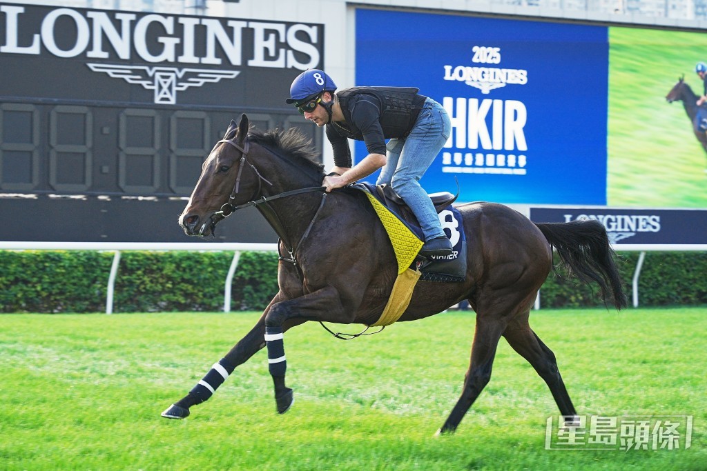 「俊偉蹄」在沙田操練備戰周日的大賽。 「俊偉蹄」在沙田操練備戰周日的大賽。
