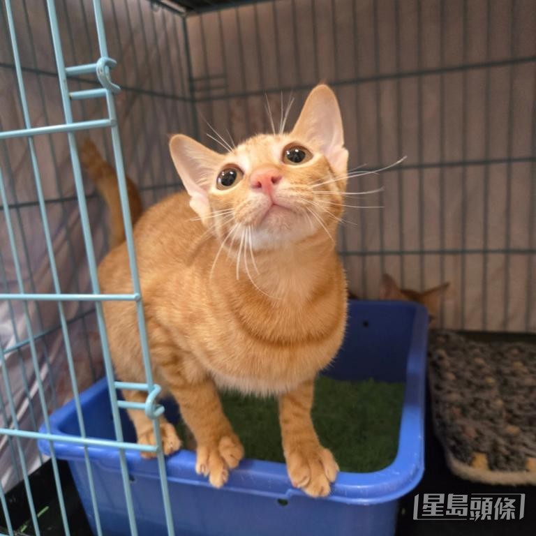 香港拯救貓狗協會為貓咪三兄弟尋家。 受訪者提供
