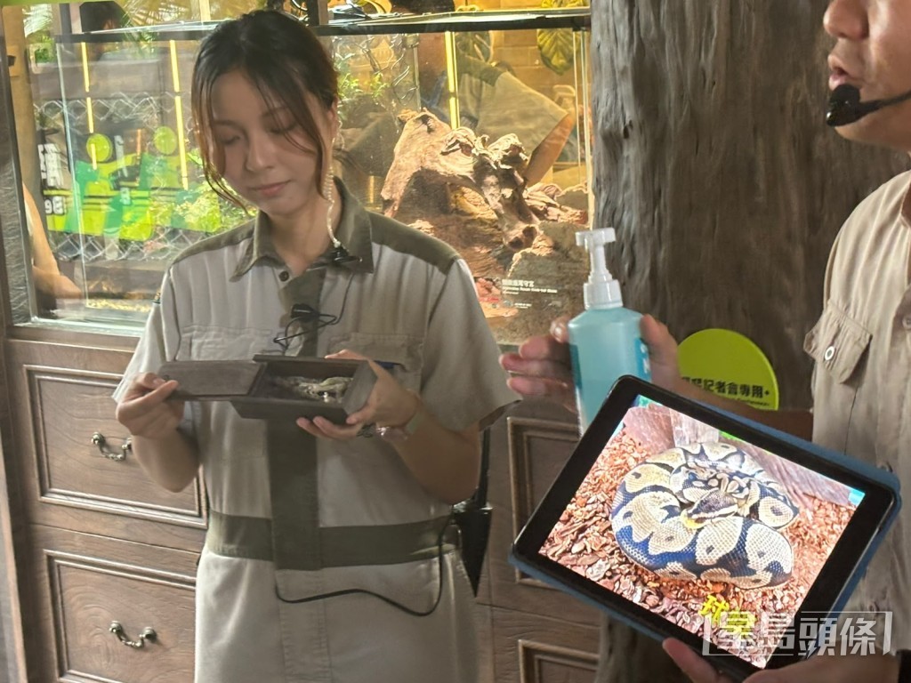 飼養員會展示經消毒風乾的球蟒蛻皮，供小朋友觸摸蛇皮滑溜的鱗片質感。