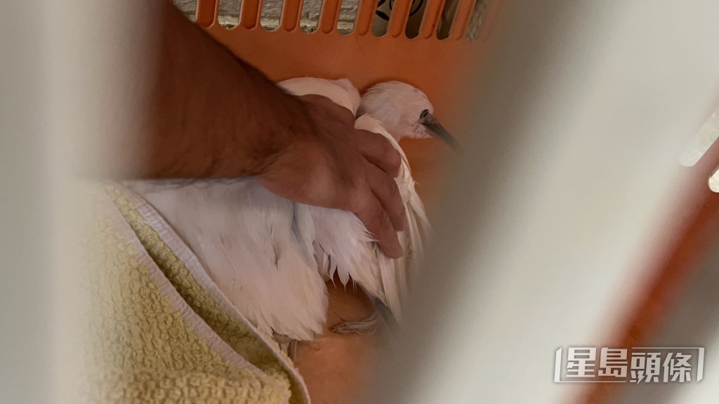 小白鷺獲救後由愛協人員檢走。