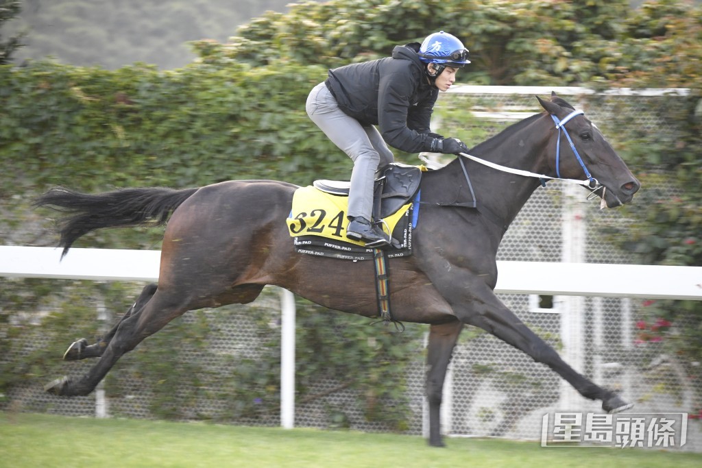 「大千氣象」馬身實淨毛色油潤，神采奕奕勇況正盛。