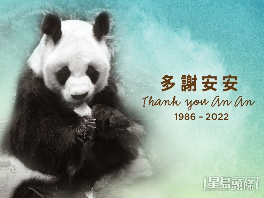 海洋公園大熊貓安安2022年接受「安樂死」，終年35歲，相等於人類105歲。