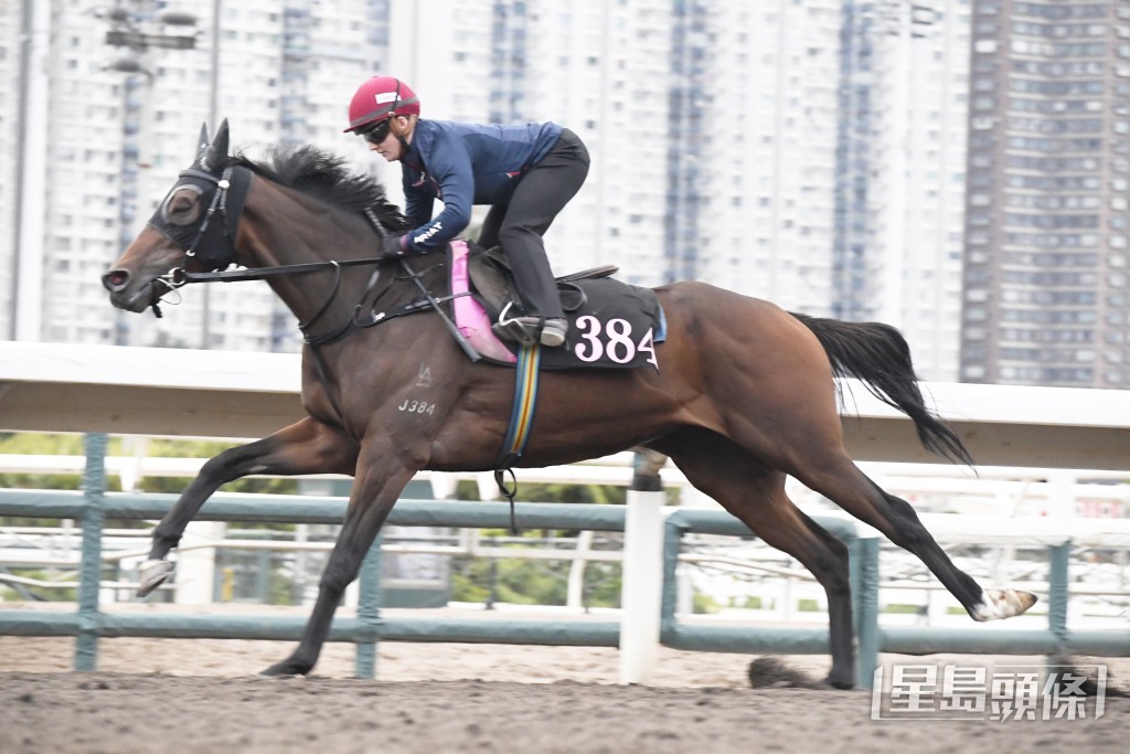 「勁進駒」沿途捉到實心火旺盛，谷起雞公頸好醒神。