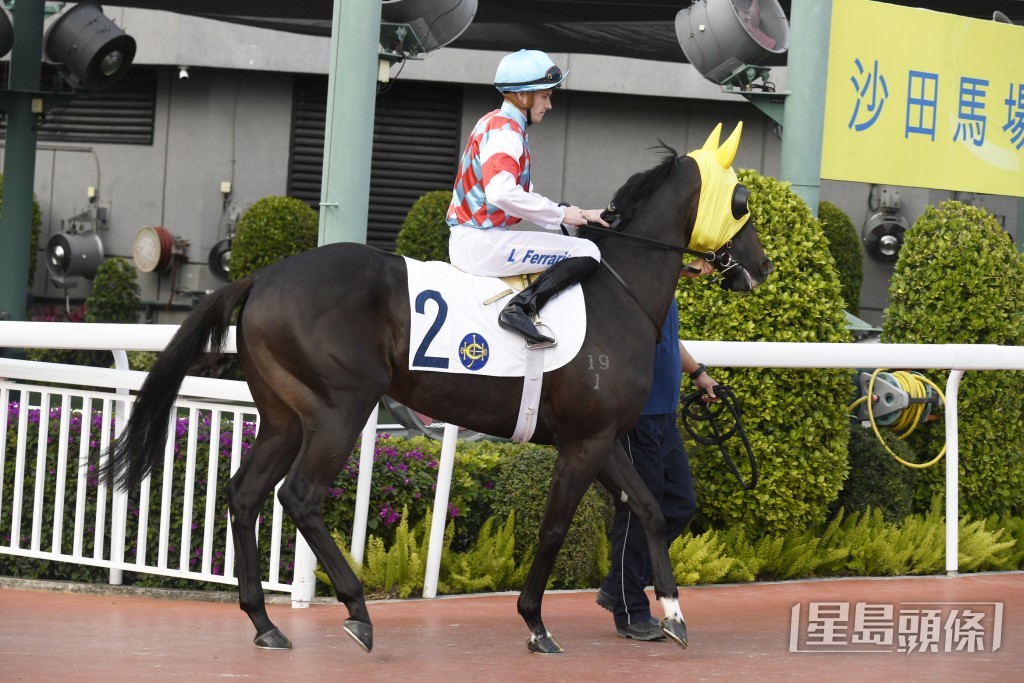 「幸運風彩」，上仗在田草千二米跑獲季軍。