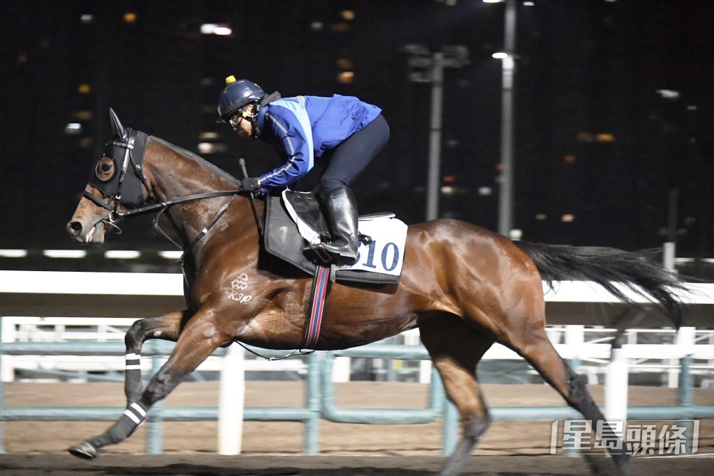 「領航君子」馬身極之粗壯，充滿朝氣近況出色。