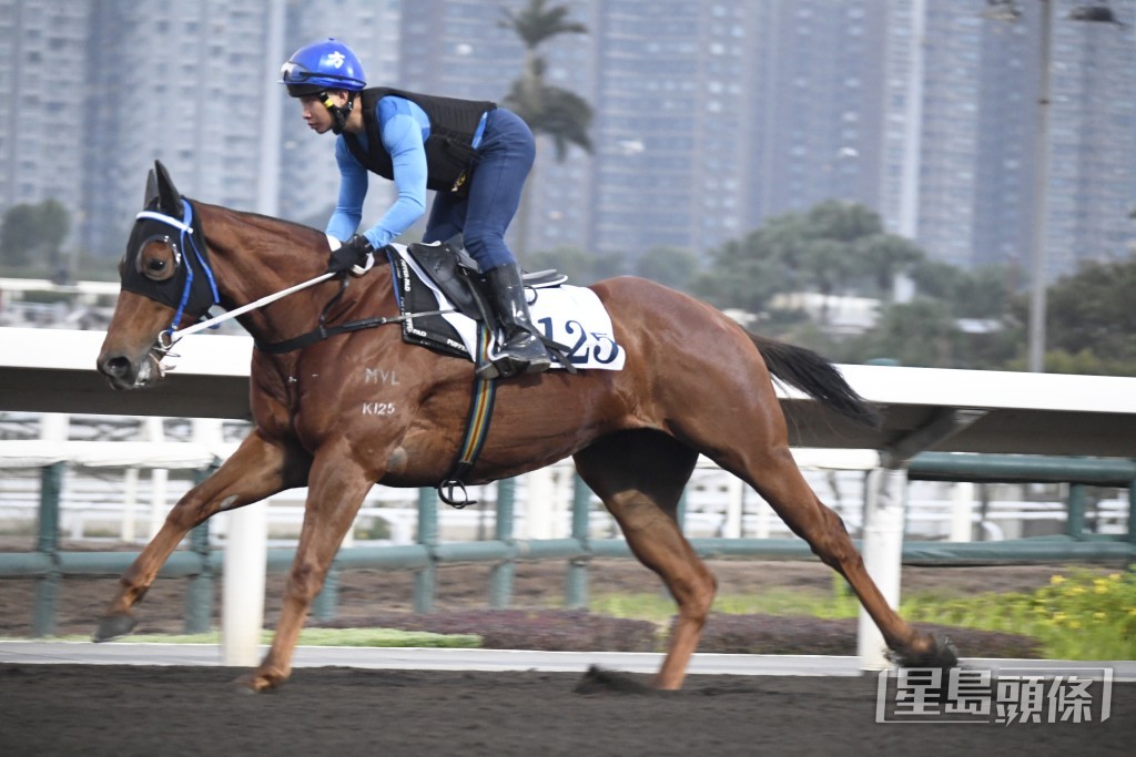 「富心星」馬身結實呈現線條，神態回旺已在勇境。