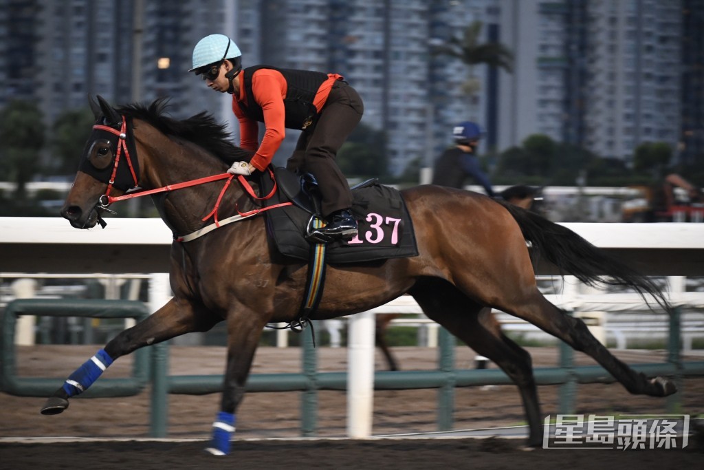 「本领非凡」肌肉结实毛色油润，勇态保持有余。