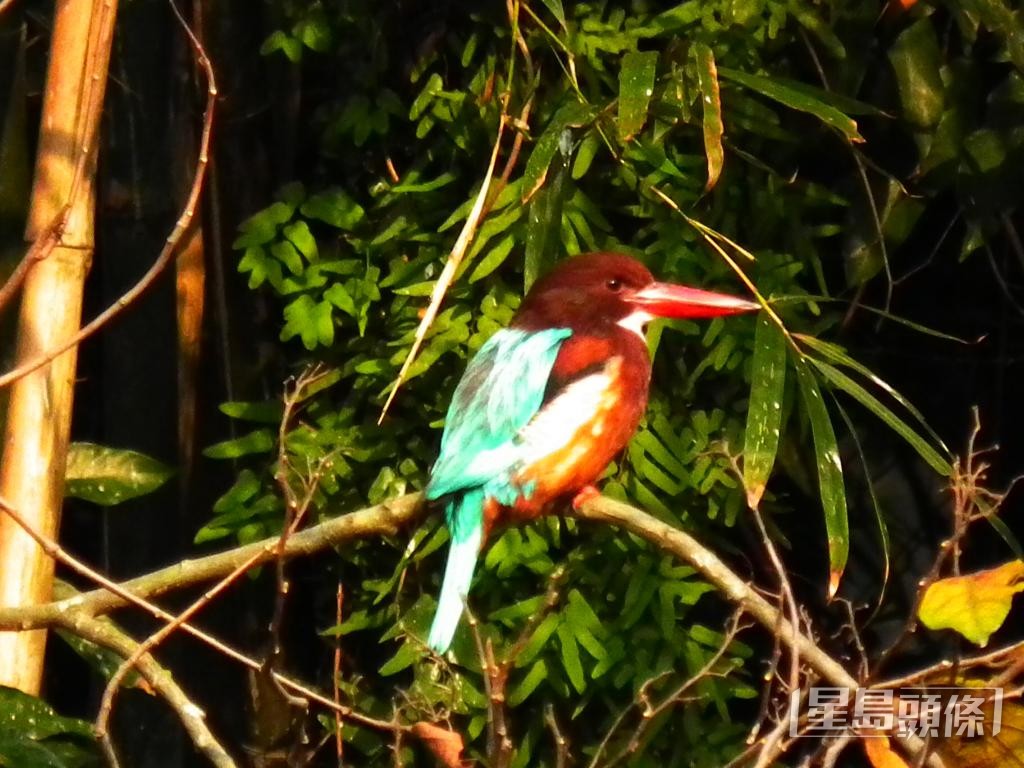 早年江珀墉在中大校園「邂逅」白胸翡翠，從此開啟觀鳥之路。 受訪者提供