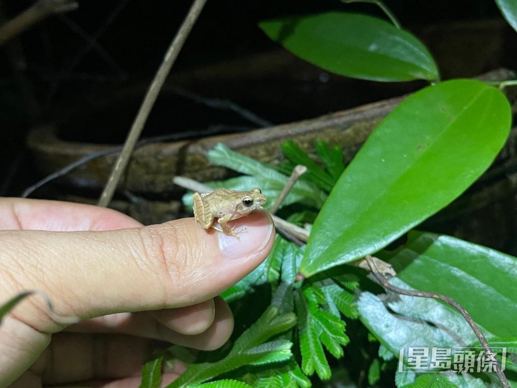 卢氏小树蛙只有手指头般大，夏季时雄蛙会发出“滴滴滴”的求偶叫声。