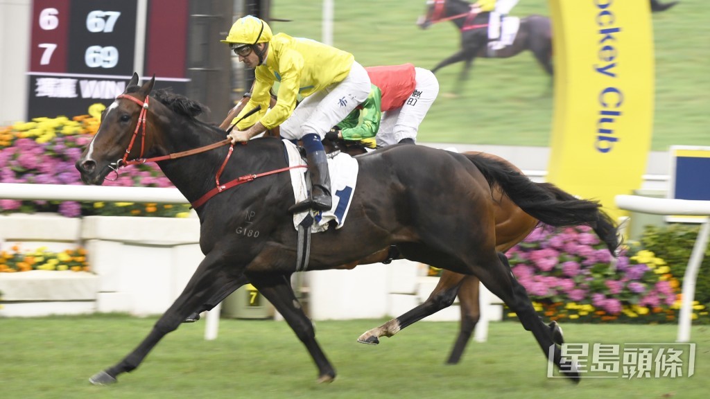 「金鑽貴人」目前身在日本，為本月28日中山競馬場舉行的一級賽短途馬錦標（1200米）積極備戰。
