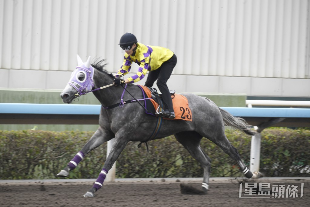 「精英高球」步幅开得好阔又够轻巧，灰马身好粗壮。