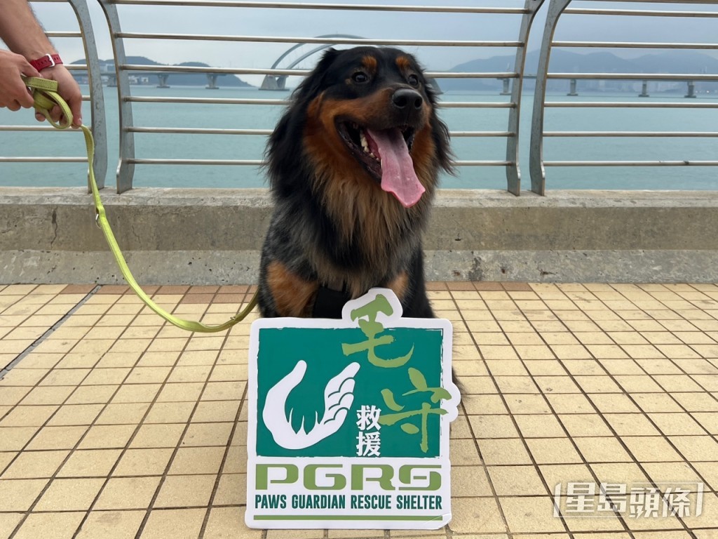 香港流浪動物救援組織「毛守救援」今日(31日)在將軍澳海濱公園舉辦「毛毛守護行」活動。曹露尹攝 香港流浪動物救援組織「毛守救援」今日(31日)在將軍澳海濱公園舉辦「毛毛守護行」活動。曹露尹攝