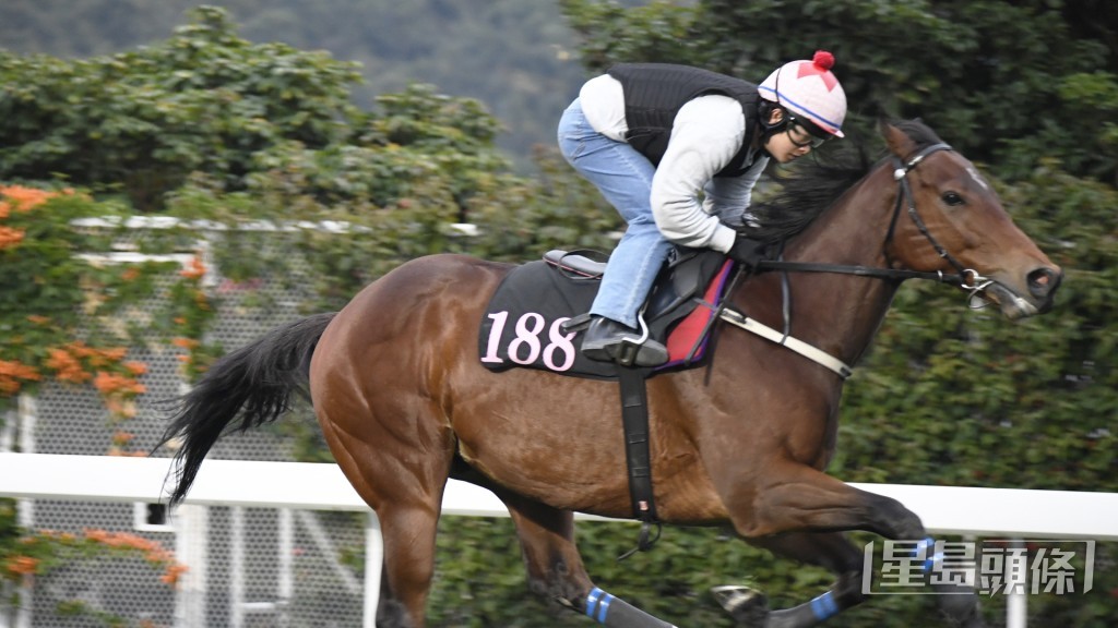 「駿奕快車」今朝到大圈踱步表現醒神。