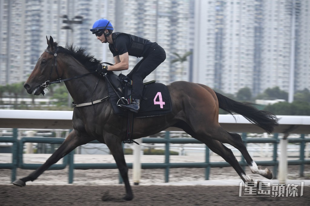 「金獅勝將」毛色亮麗馬實結實，近況出色。