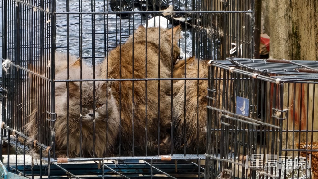 鐵籠內長毛貓精神萎靡,毛髮骯髒打結。 鐵籠內長毛貓精神萎靡,毛髮骯髒打結。