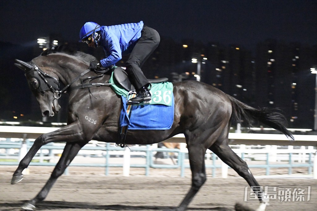 「安遇」火气充裕马身喼得壮，勇锐无比锋芒毕露。