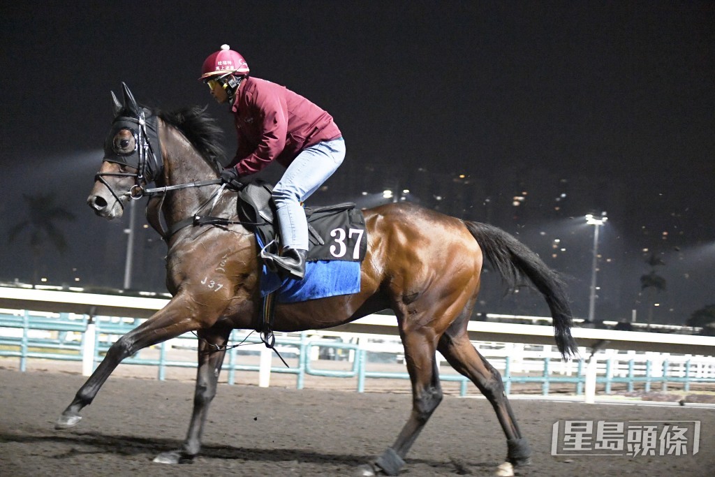 「銳一」身壯結實外觀又靚，持續態勇無疲態。