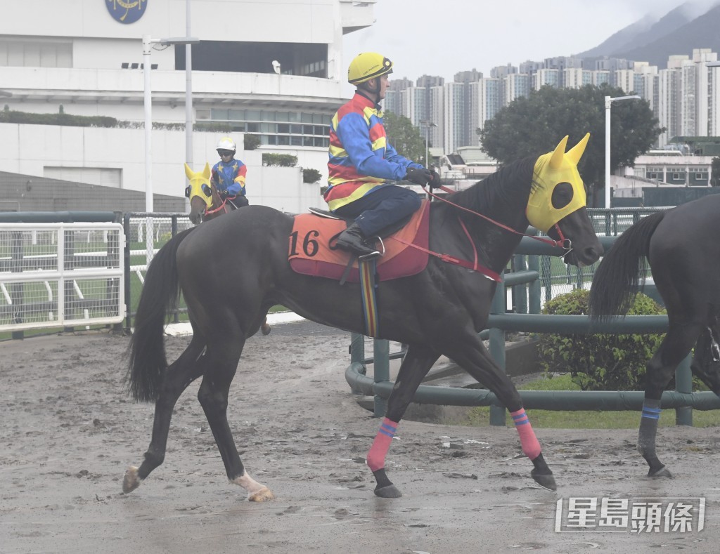 「勇者為皇」神態活躍火氣又好，毛色油潤馬身實淨。